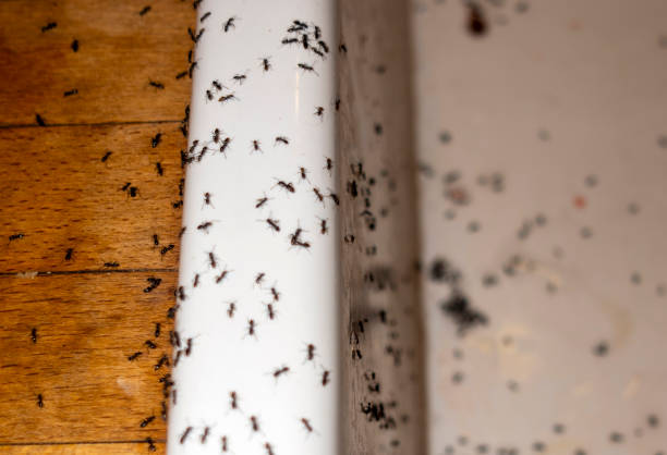 Best Mosquito Control Services  in West Wendover, NV