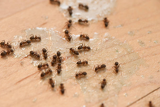 Best Affordable Pest Control Services  in West Wendover, NV