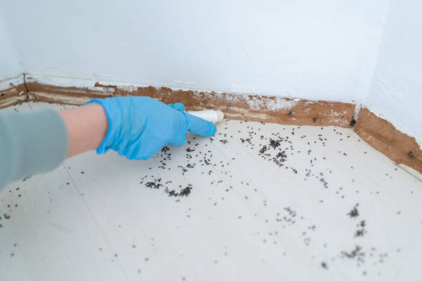 Best Cockroach Control Services  in West Wendover, NV